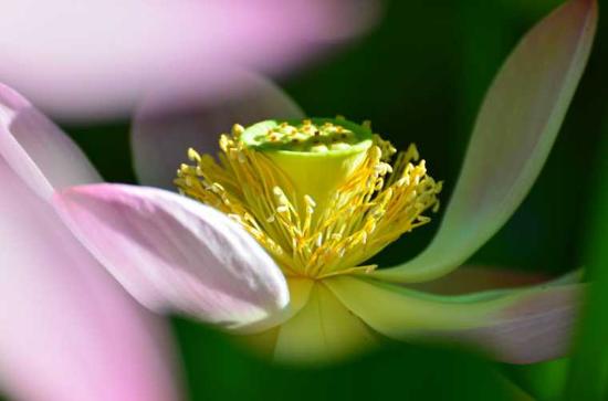 至诚恳切专念南无阿弥陀佛