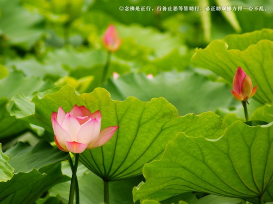 念佛之人当孝敬双亲，不可偏执速死求往生