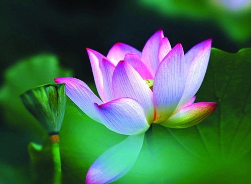 念佛三昧是汝心大势力所成