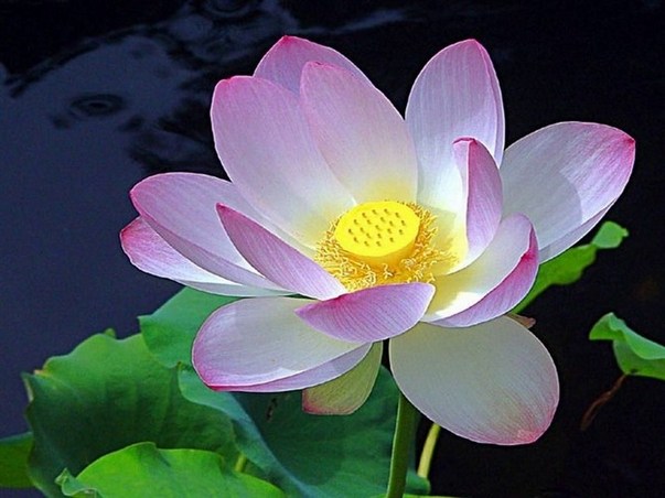 十三岁长斋念佛，二十岁成就肉身不腐