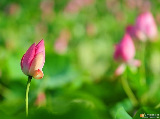 为什么他念几句佛号就往生了