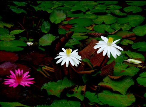 持戒对念佛往生的意义