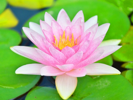 省庵大师谈做善事与念佛的关系