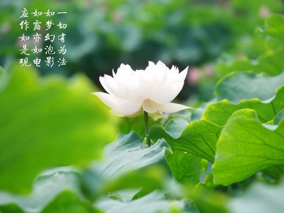 魔障出现的原因及对治