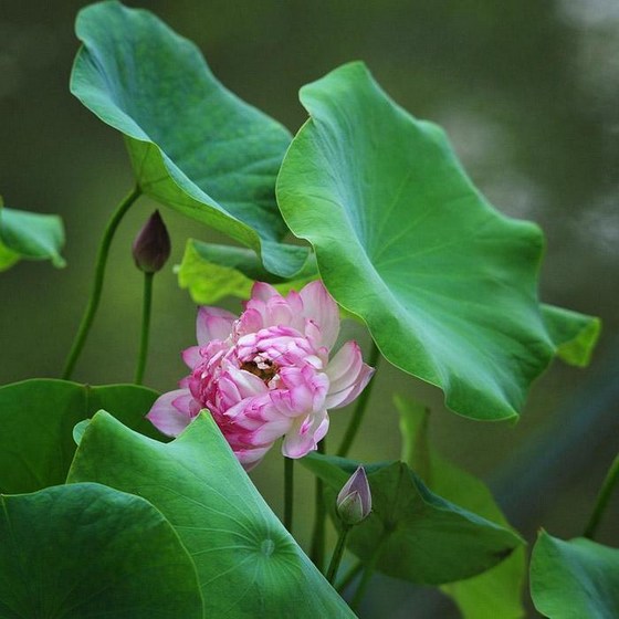 一个人开始内观时，他就是在开显宝藏