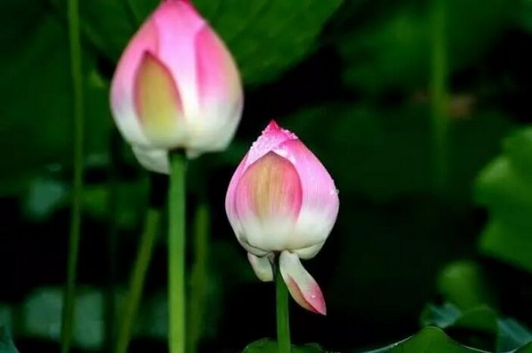 修行中的八念法门