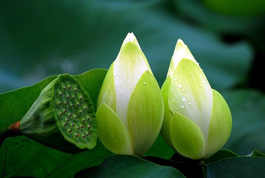 依止无明烦恼来修学，都不能成就圣道