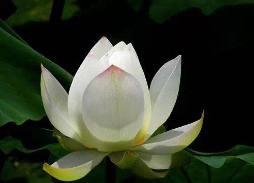 修持以净心为要，处世以慎言为先