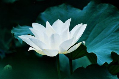 修行的根本法宝--信愿持名