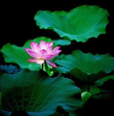 危难时才显现出修行的真假