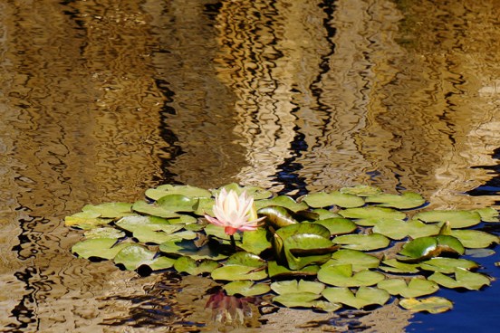 心安放在道上，龙天护法自然护持