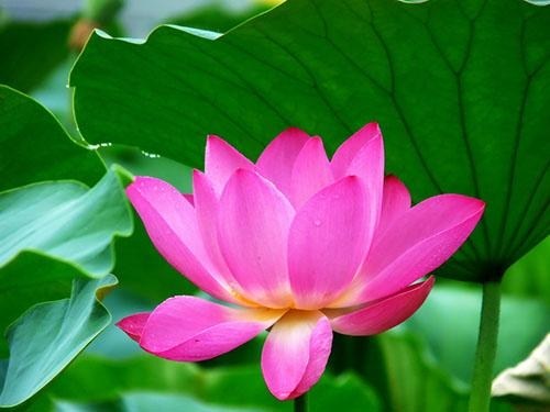 世上没有无因之果，一分耕耘一分收获