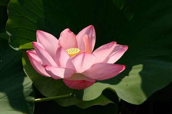 马无夜草不肥，人有外财不发