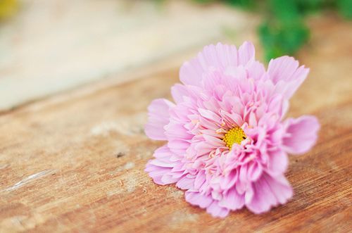 老无所依的老所长