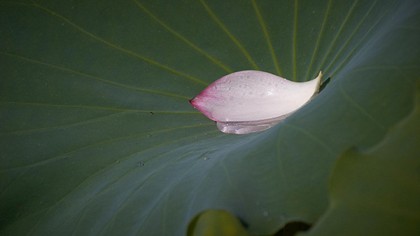 六道中轮回苦多乐少