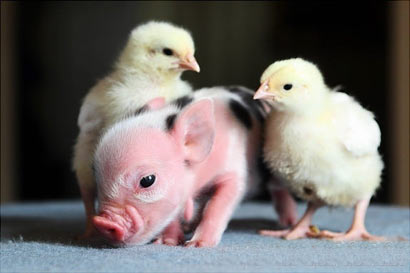 因果面前众生平等