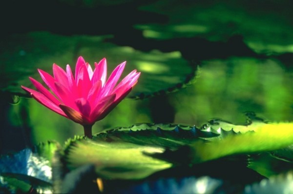 初学者应读的几部经