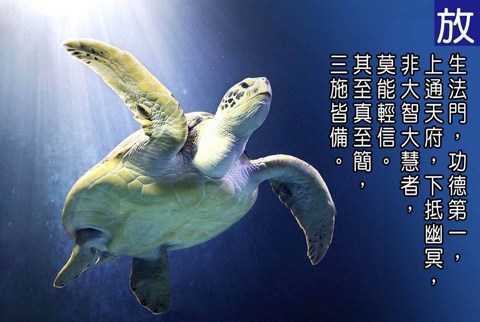 佛教放生的问题与建议