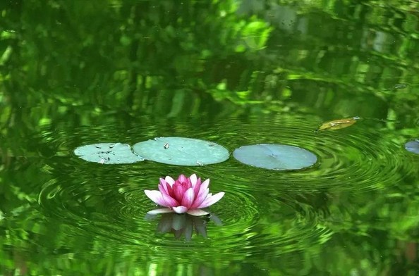 当代居士教育的探索