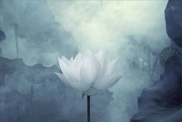 珍惜这一生，让善根在这里增