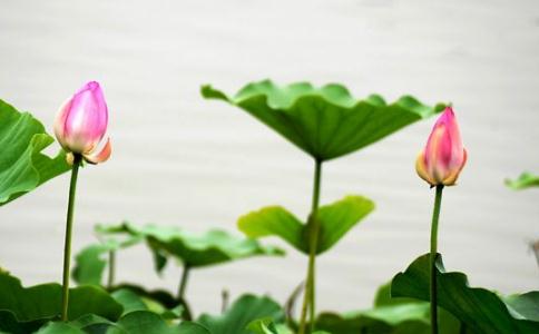 贫人菩萨因精进勇猛故，先成就佛果