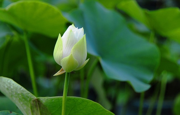 应先无所住，而后生其心