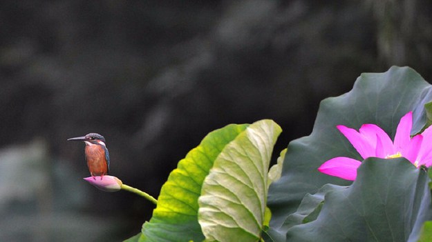 佛教如何解释各种梦境