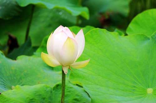 佛门里面为何有「三多」