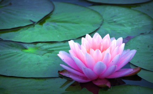 胜鬘夫人的十大弘誓