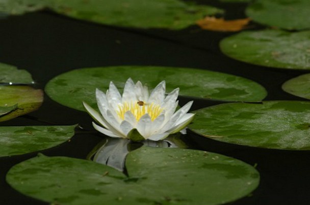 承事善知识应发的二十一种心