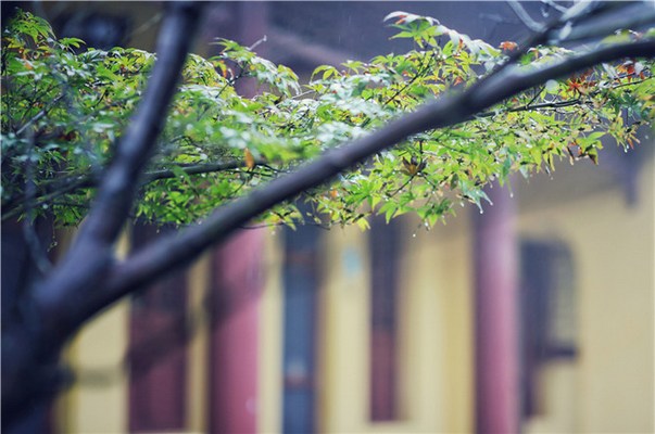 临终时老实念佛，必能往生极乐世界