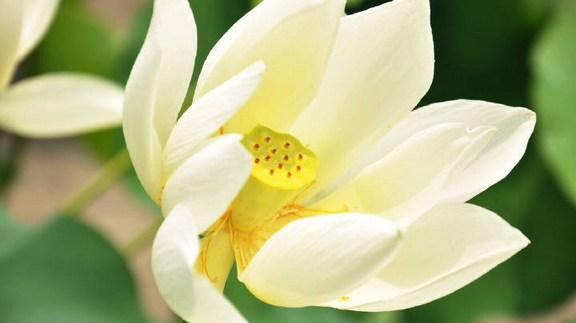 寿昌无明禅师：皮囊歌