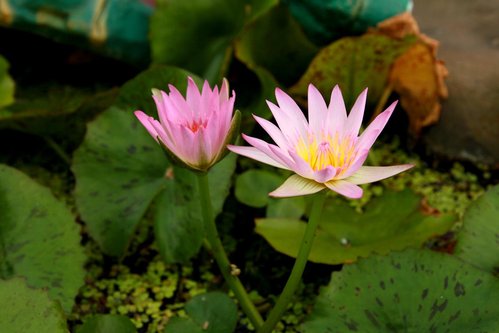 《瑜伽焰口》十二召请文