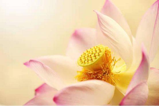 破妄念佛说(一名直指心要)白话浅译