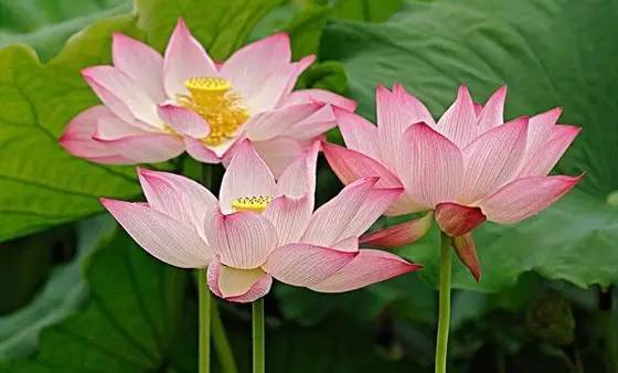 没有吃素可以念咒吗