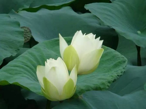 善者可以为法，恶者可以为戒