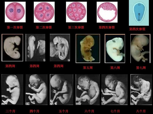 拖尸人的惭愧与忏悔