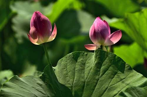 诳者，为护利誉，矫现有德，诡诈为性