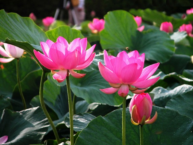 十念法费时短，而所得功德却无尽大