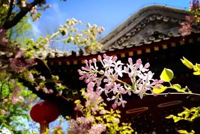 临终一念在净土，则必定往生净土